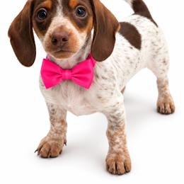 Isabela - Piebald female Dachshund puppy in Illinois from William Rotsaert