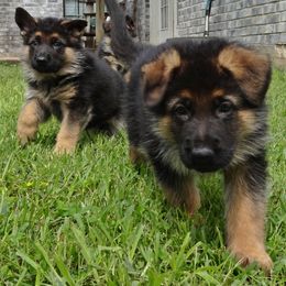 German Shepherd Puppies from Rallhaus German Shepherds