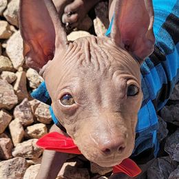 American Hairless Terriers from Monica's American Hairless Terriers