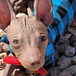 American Hairless Terriers from Monica's American Hairless Terriers