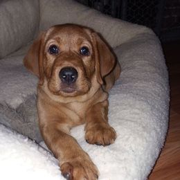 Labrador Retriever Puppies from Autumn Oaks Labrador Retrievers