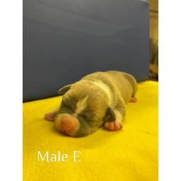 Male E - Blue fawn male American Pit Bull Terrier puppy in Pensacola, Florida from Alpha Alliance Kennels