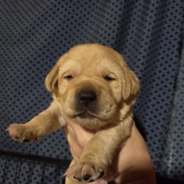 Male 4th Pick - Yellow male Labrador Retriever puppy in Andrews, South Carolina from Leyland Cypress Retrievers
