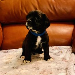 Boston - Black and white male Cocker Spaniel puppy in Santa Ana, California from American Cocker Spaniel