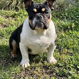 Cricket - Bulldog