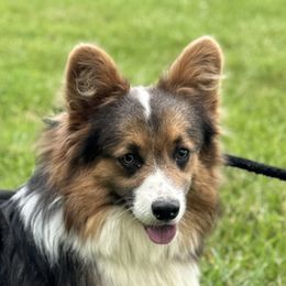 Doub - Pembroke Welsh Corgi