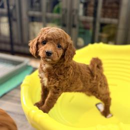Cavapoo Puppies from Patriot Pups Cavapoos