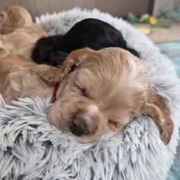 Norrington (Nort) - Black and white male Cocker Spaniel puppy in Marshfield, Wisconsin from Gingerale Cockers and Cockapoos