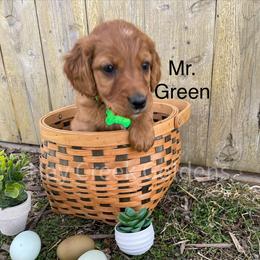 Goldendoodle Puppies from Hay Creek Acres Goldens