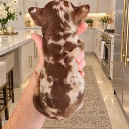 Yamper - Merle male Chihuahua puppy in Eustis, Florida from Chichianna's Legacy
