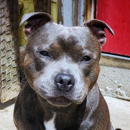 Ghost - Staffordshire Bull Terrier