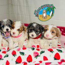 Bernedoodles and Goldendoodles from The Beach Doodles