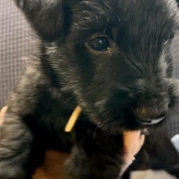 Scottish Terrier Puppies from Moos Scotties