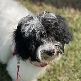 Molly - Assorted Doodle Crosses