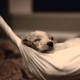 Goldendoodle Puppies from Hogan Family-Raised F1b Gooldendoodles
