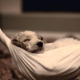 Goldendoodle Puppies from Hogan Family-Raised F1b Gooldendoodles