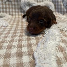 Buddy - Chocolate and tan male Dachshund puppy in Milroy, Pennsylvania from Not Your Average Weiner