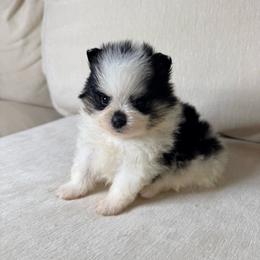 Panda - Cream parti female Pomeranian puppy in Newport News, Virginia from Nel’s Pomeranians