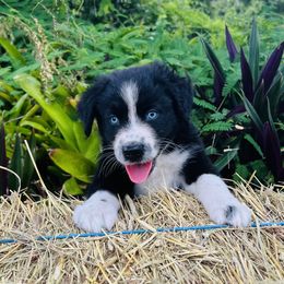 Lorcan - Black & white male Australian Shepherd puppy in Ocala, Florida from Udder Chaos Ranch