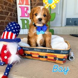 Bay - Red  male Goldendoodle puppy in West Haven, Utah from Split Mountain Doodles