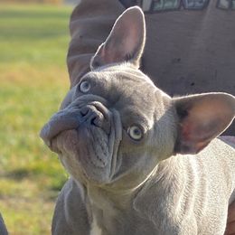 Eleanor - French Bulldog