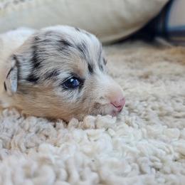 AKC - Quad Clear Merle - Girl 2 - Blue merle and white female Cardigan Welsh Corgi puppy in Tombstone, Arizona from WeVolution Off-Grid