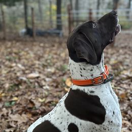 Winston - German Shorthaired Pointer