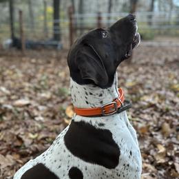 Winston - German Shorthaired Pointer