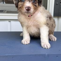 Bordoodle Puppies from Borders of Eby Eden