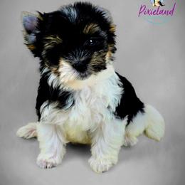 Samantha - Parti female Yorkshire Terrier puppy in Santa Clarita, California from Pixieland Yorkshire Terriers