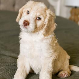 Copper - Red male Bernedoodle puppy in Tucson, Arizona from Sun Valley Goldendoodles