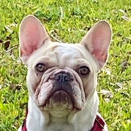 Gracie - French Bulldog