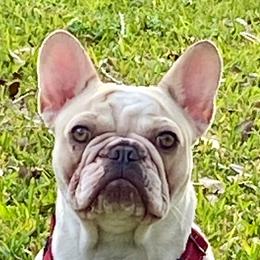 Gracie - French Bulldog