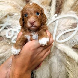 Cornbread - Red  male Goldendoodle puppy in Pearland, Texas from Posh Paws Puppies