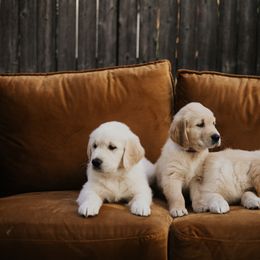 Golden Retriever Puppies from Rosemary Goldens