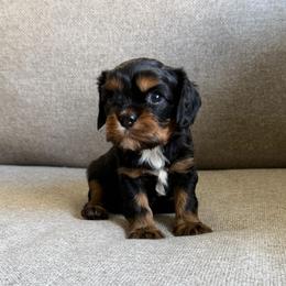 Teddy - Black and tan male Cavalier King Charles Spaniel puppy in Fresno, California from CaliCavaliers
