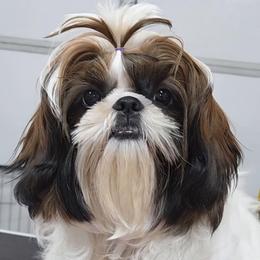 DeNiro - Red and white male Shih Tzu puppy in Riverside, California from Raincross Shih Tzu