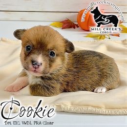 Cookie-gorgeous blue sable girl - Sable female Pembroke Welsh Corgi puppy in Taylorsville, North Carolina from Mill Creek’s Pembroke Welsh Corgis and French Bulldogs