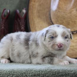 Topaz - Dilute red female Australian Shepherd puppy in Quapaw, Oklahoma from Rocky Hill Aussies