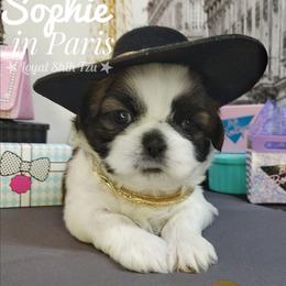 Sophie - Red and white female Shih Tzu puppy in Peoria, Arizona from Loyal Shih Tzu