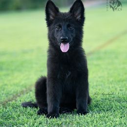 German Shepherd Puppies from Esteemed K9 German Shepherds