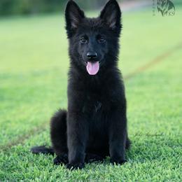 German Shepherd Puppies from Esteemed K9 German Shepherds