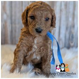 Sebastian - OFA-Genetics-2 yr warranty. - Apricot male Goldendoodle puppy in Jeddo, Michigan from Apple Creek Doodles