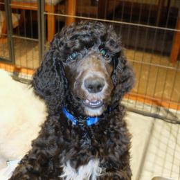 Poodle Puppies from Furball Forest Poodles