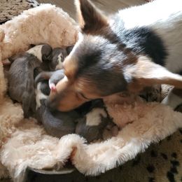 American Corgi and Pembroke Welsh Corgi Puppies from Sunray Ranch