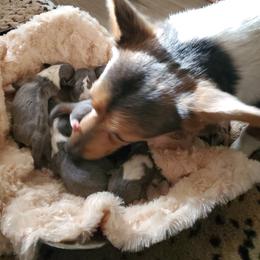 American Corgi and Pembroke Welsh Corgi Puppies from Sunray Ranch