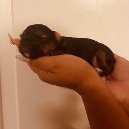 Yorkshire Terrier Puppies from Opals Gifted Hands