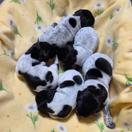 German Shorthaired Pointer puppies from Country-Side Breeders