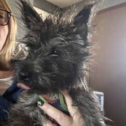 Boy 1 - Wheaten brindle Cairn Terrier puppy in Winterset, Iowa from KNKR FURBABIES Cairn Terriers