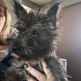 Boy 1 - Wheaten brindle Cairn Terrier puppy in Winterset, Iowa from KNKR FURBABIES Cairn Terriers